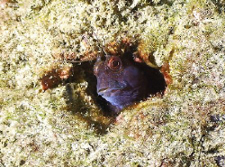 This image of a blenny was taken during a dive at The Blu... by Steven Anderson 